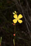 Narrowleaf primrose-willow